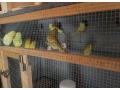 predam-andulky-korely-small-4