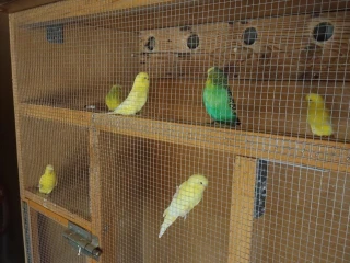predam-andulky-korely