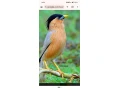 sturnia-pagodarum-skorec-pagodovy-small-0