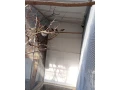 sturnia-pagodarum-skorec-pagodovy-small-3