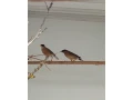sturnia-pagodarum-skorec-pagodovy-small-2