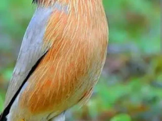 sturnia-pagodarum-skorec-pagodovy