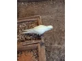 kakariky-small-2
