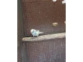 kakariky-small-3