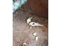 kakariky-small-1