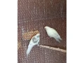 kakariky-small-0