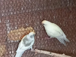 kakariky