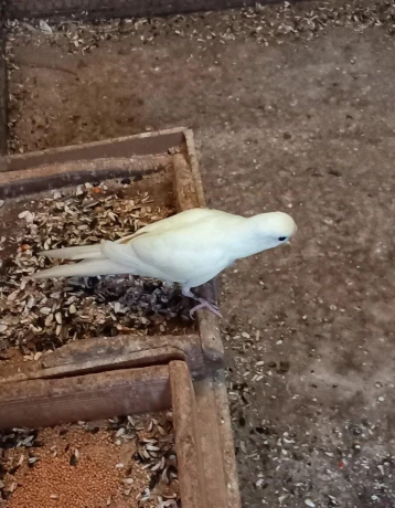 kakariky-big-2
