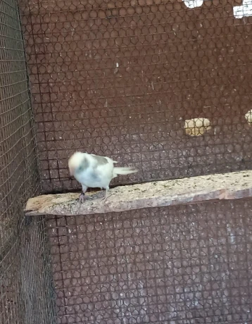 kakariky-big-3