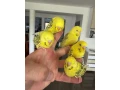 andulky-lutino-maznacik-small-2