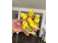 andulky-lutino-maznacik-small-3