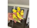 andulky-lutino-maznacik-small-0