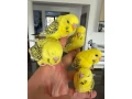 andulky-lutino-maznacik-small-4