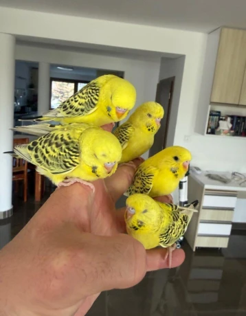 andulky-lutino-maznacik-big-1