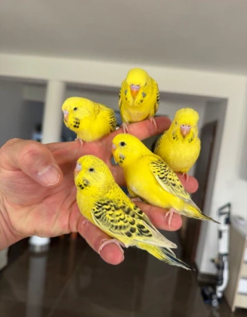 andulky-lutino-maznacik-big-3
