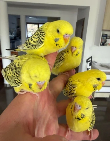 andulky-lutino-maznacik-big-4
