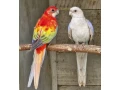 predam-alebo-vymenim-small-2