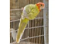 predam-alebo-vymenim-small-3