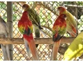 predam-alebo-vymenim-small-1