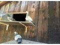 holuby-postove-small-1