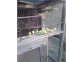 predam-small-1