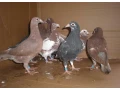 predam-postove-holuby-meulemans-small-4