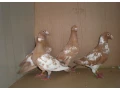 predam-postove-holuby-meulemans-small-1