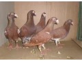predam-postove-holuby-meulemans-small-2