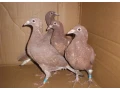 predam-postove-holuby-meulemans-small-3