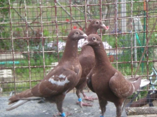 predam-postove-holuby-meulemans