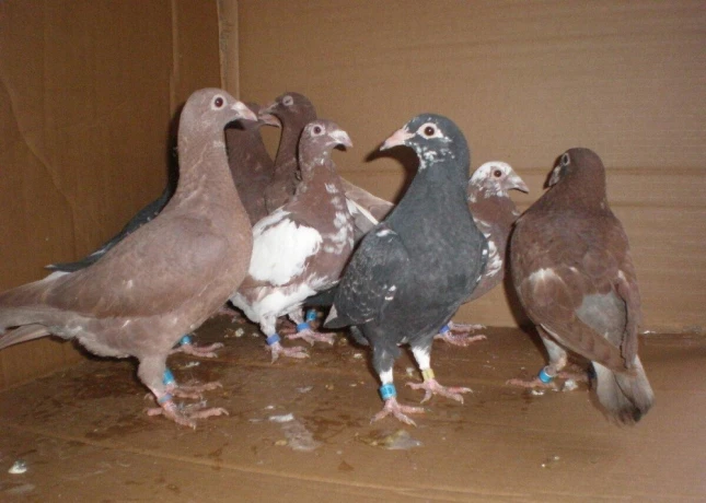 predam-postove-holuby-meulemans-big-4