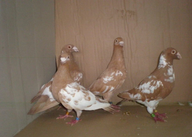predam-postove-holuby-meulemans-big-1