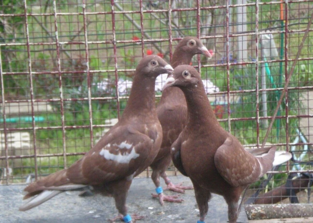 predam-postove-holuby-meulemans-big-0