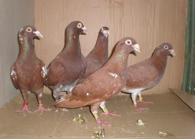 predam-postove-holuby-meulemans-big-2