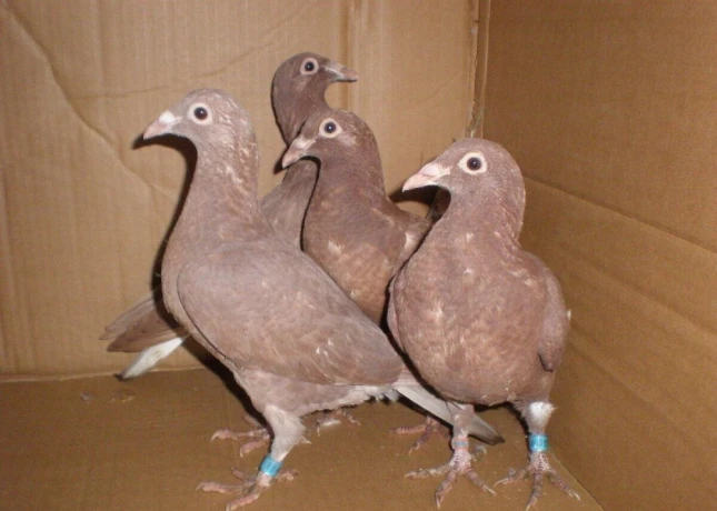 predam-postove-holuby-meulemans-big-3