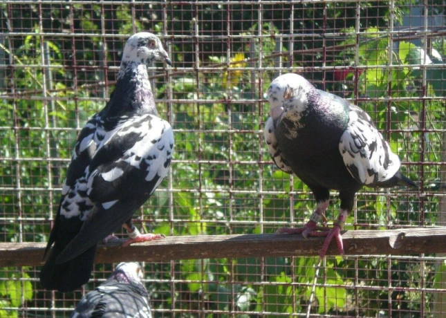 predam-postove-holuby-vangramberen-big-4