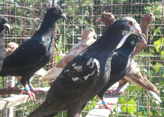 predam-postove-holuby-vangramberen-big-1