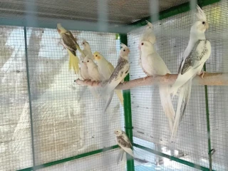 korela