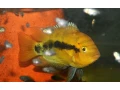 herotilapia-multispinosa-small-0