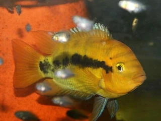 herotilapia-multispinosa