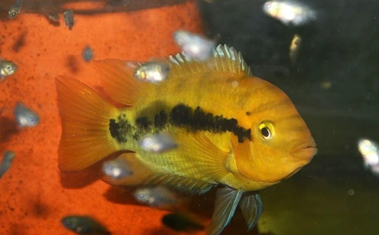 herotilapia-multispinosa-big-0