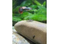 gubky-zivorodky-small-0