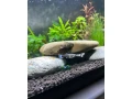 gubky-zivorodky-small-1