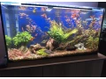 predam-zabehnute-akvarium-small-2