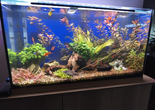 predam-zabehnute-akvarium-big-2