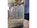 mecun-small-0