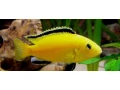 predam-labidochromis-caeruleus-yellow-small-0