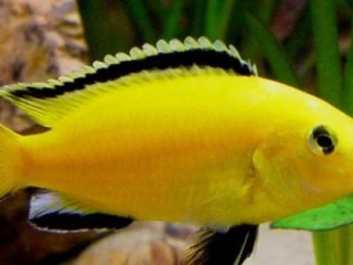 predam-labidochromis-caeruleus-yellow