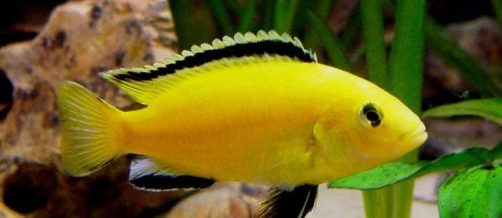predam-labidochromis-caeruleus-yellow-big-0