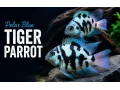 polar-blue-parrot-small-0